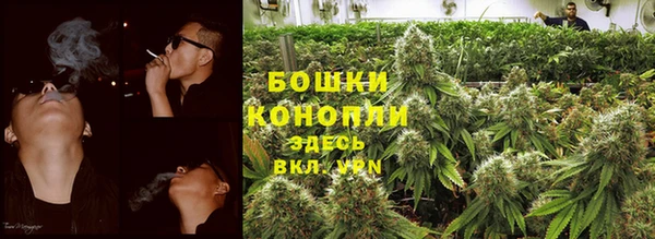индика Алзамай